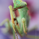 Illustration for article titled The Strange Cuteness of Insect Portraits